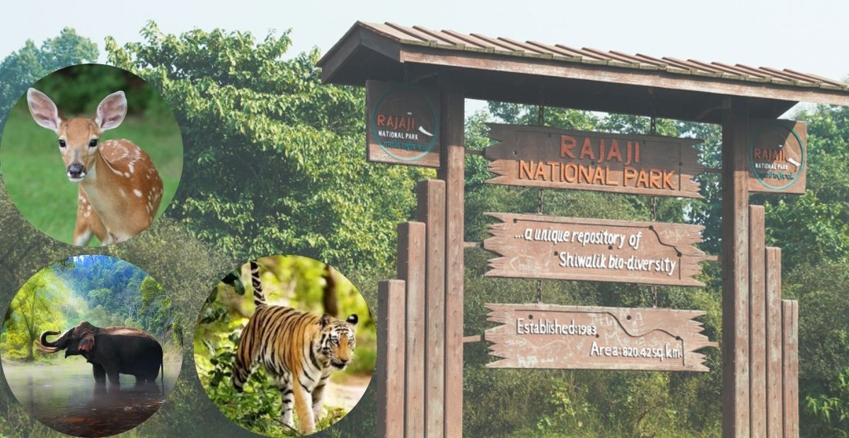 Rajaji National Park-Rishikesh